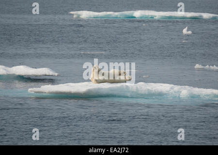 Männliche Eisbär Ursus Maritimus, Klettern auf einem Eisberg nach dem Schwimmen, Baffin Island, kanadische Arktis. Stockfoto