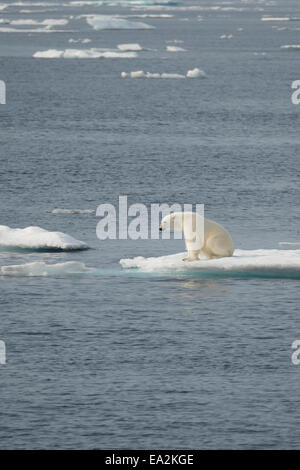 Männliche Eisbär Ursus Maritimus, Klettern auf einem Eisberg nach dem Schwimmen, Baffin Island, kanadische Arktis. Stockfoto