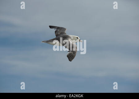 Weiße Morph Northern Fulmar, Fulmarus Cyclopoida, während des Fluges in der Nähe von Baffin Island, kanadische Arktis. Stockfoto