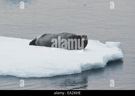 Bärtige Dichtung, Erignathus Barbatus, ruht auf Eisberg, Baffin Island, arktischen Ozean. Stockfoto