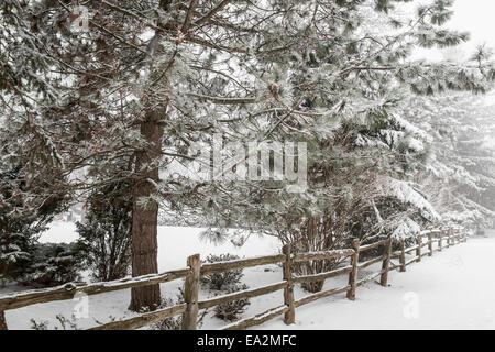 Verschneite Winterlandschaft mit ländlichen Holzzaun und Schnee bedeckte Kiefer Stockfoto