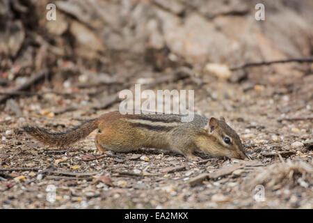 Östliche Chipmunk auf Nahrungssuche in verschüttete Samen gemahlen Stockfoto