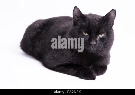 Aberglauben. Schmutzige schwarze Katze auf isolierte Hintergrund. Stockfoto