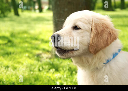 Cute Pet golden Retriever Welpe bellt. Stockfoto