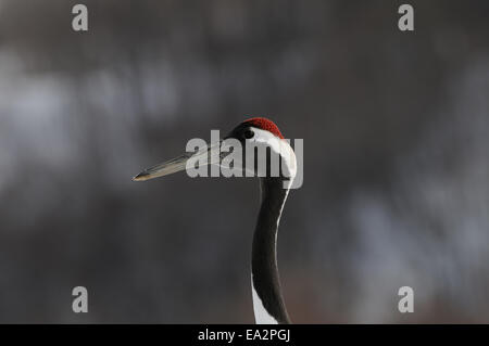 Japanische aka Rot gekrönter Krane auf einem schneebedeckten Feld in der Nähe von akan auf Hokkaido, Japan Stockfoto