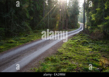 Sonnenstrahlen auf eine kurvenreiche Schotterstraße durch eine alte und moosigen Nadelwald Stockfoto