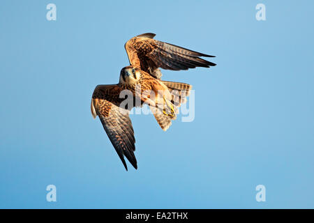 Lanner Falke (Falco Biarmicus) auf der Flucht vor einem blauen Himmel, Südafrika Stockfoto