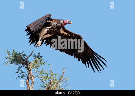 Ohrengeier-faced Vulture (Torgos Tracheliotus) im Flug, Südafrika Stockfoto