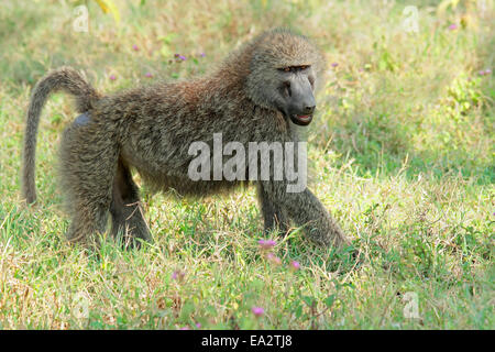 Eine Olive Pavian (Papio Anubis), Lake-Nakuru-Nationalpark, Kenia Stockfoto