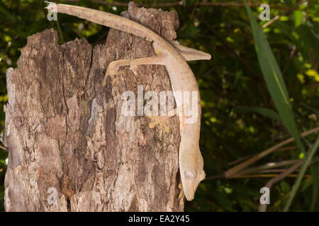 Liniertes Blatt-tailed Gecko (Uroplatus Lineatus), Madagaskar, Afrika Stockfoto