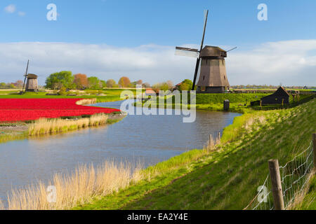 Windmühlen und Tulpenfeld in der Nähe von Schermerhorn, Nord-Holland, Niederlande, Europa Stockfoto