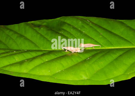 Juvenile Peyrieras Pygmäen Chamäleon (Brookesia Peyrierasi), Nosy Mangabe, Maroantsera, Madagaskar, Afrika Stockfoto