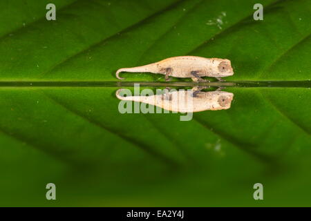 Juvenile Peyrieras Pygmäen Chamäleon (Brookesia Peyrierasi), Nosy Mangabe, Maroantsera, Madagaskar, Afrika Stockfoto