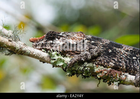 Elefant-Schmuckschildkröte Chamäleon (kurze gehörnten Chamäleon) (Calumma Brevicornis), Madagaskar, Afrika Stockfoto