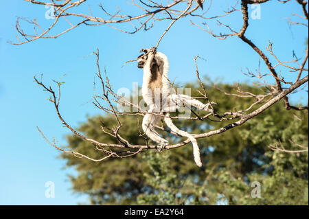 Verreaux Sifaka (Propithecus Verreauxi) springen, Berenty Naturreservat, Fort Dauphin, Provinz Toliara, Madagaskar, Afrika Stockfoto