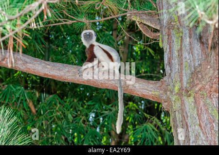 Coquerel Sifaka (Propithecus Coquereli), Madagaskar, Afrika Stockfoto