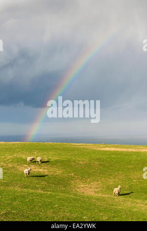 Schafe weiden unter einem Regenbogen am Otago Peninsula, Otago, Südinsel, Neuseeland, Pazifik Stockfoto