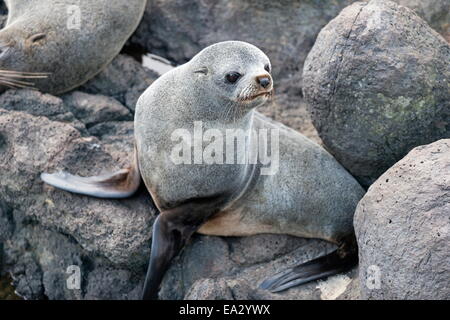 New Zealand Seebär auf der Otago Peninsula, Dunedin, Südinsel, Otago, Neuseeland, Pazifik Stockfoto
