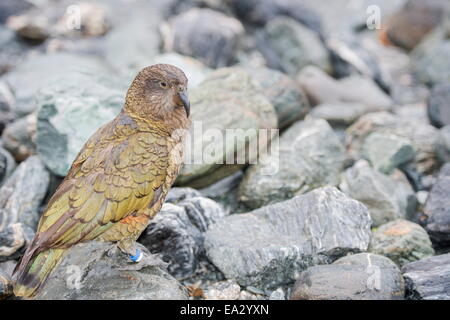 Kea (Kea, Nestor Notabilis), Arthurs Pass, Südinsel, Neuseeland, Pazifik Stockfoto