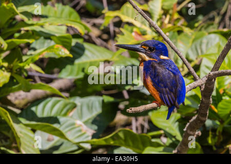 Ein Erwachsener Azure Eisvogel (Alcedo Azurea) auf dem Daintree River, Daintree Regenwald, Queensland, Australien, Pazifik Stockfoto