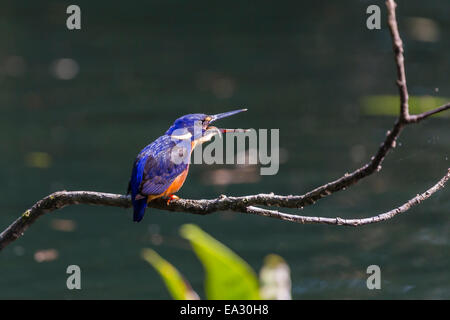 Ein Erwachsener Azure Eisvogel (Alcedo Azurea) schlucken ein Fisch auf dem Daintree River, Daintree Regenwald, Queensland, Australien Stockfoto