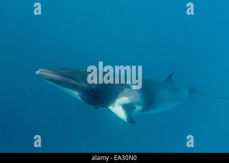 Erwachsenen Zwerg Zwergwal (Balaenoptera Acutorostrata), südlichen Ende von Band 9 Reef, Great Barrier Reef, Queensland, Australien Stockfoto