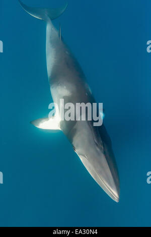 Erwachsenen Zwerg Zwergwal (Balaenoptera Acutorostrata), südlichen Ende von Band 9 Reef, Great Barrier Reef, Queensland, Australien Stockfoto