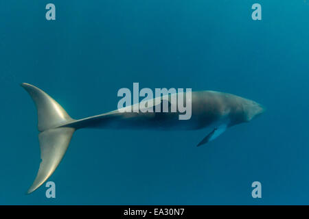 Erwachsenen Zwerg Zwergwal (Balaenoptera Acutorostrata), südlichen Ende von Band 9 Reef, Great Barrier Reef, Queensland, Australien Stockfoto