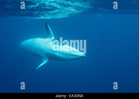 Erwachsene weibliche Zwerg Zwergwal (Balaenoptera Acutorostrata) in der Nähe von Band 10 Reef, Great Barrier Reef, Queensland, Australien Stockfoto