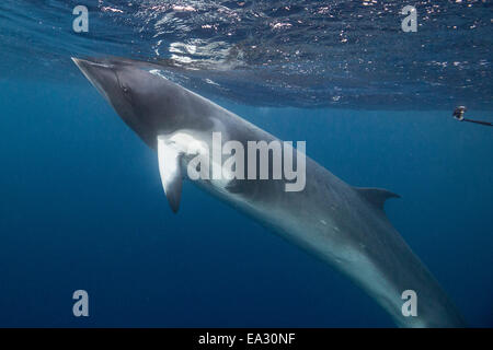 Erwachsenen Zwerg Zwergwal (Balaenoptera Acutorostrata) unter Wasser in der Nähe von Band 10 Reef, Great Barrier Reef, Queensland, Australien Stockfoto