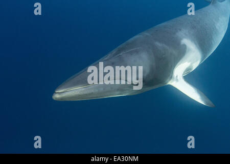 Erwachsenen Zwerg Zwergwal (Balaenoptera Acutorostrata), unter Wasser in der Nähe von Band 10 Reef, Great Barrier Reef, Queensland, Australien Stockfoto