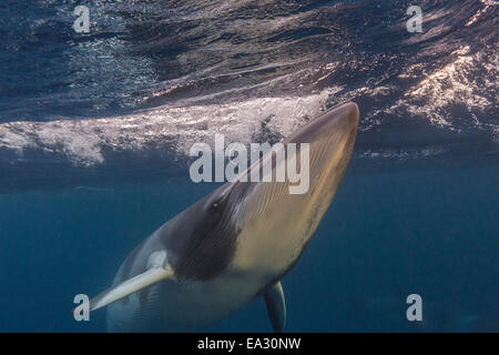 Erwachsenen Zwerg Zwergwal (Balaenoptera Acutorostrata), unter Wasser in der Nähe von Band 10 Reef, Great Barrier Reef, Queensland, Australien Stockfoto