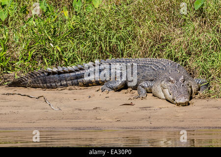 Erwachsenen Salzwasser-Krokodil (Crocodylus Porosus), an den Ufern des Daintree River, Daintree Regenwald, Queensland, Australien Stockfoto