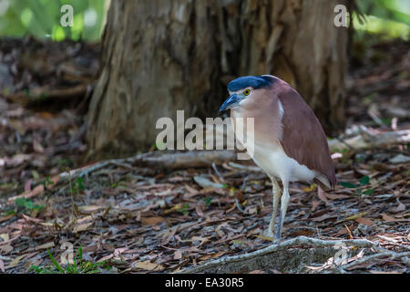 Adult Nankeen Nachtreiher (Nycticorax Caledonicus), Daintree River, Daintree Regenwald, Queensland, Australien Stockfoto