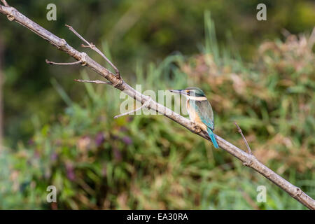 Eine Erwachsene Heilige Eisvogel (Todiramphus Sanctus) auf dem Daintree River, Daintree Regenwald, Queensland, Australien, Pazifik Stockfoto