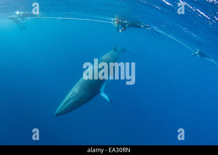 Erwachsenen Zwerg Zwergwal (Balaenoptera Acutorostrata) Schnorchler, Band 10 Reef, Great Barrier Reef, Queensland, Australien Stockfoto