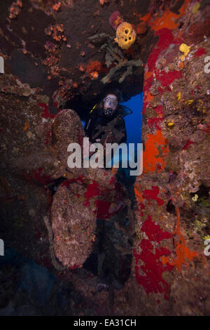 Wrack Tauchen am Wrack Hamel in die Bahamas, Karibik, Mittelamerika Stockfoto