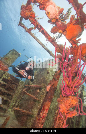 Wrack-Tauchen am Wrack Hamel in Bahamas, Westindien, Mittelamerika Stockfoto