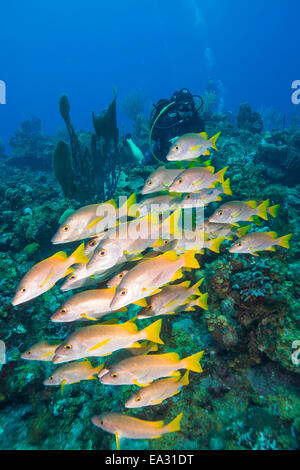 Taucher beobachten Snapper Fischschwärme in Turks And Caicos Islands, Karibik, Mittelamerika Stockfoto