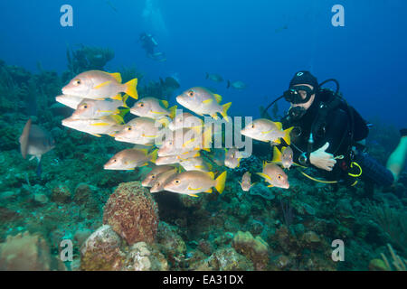 Taucher beobachten Snapper Fischschwärme in Turks And Caicos Islands, Karibik, Mittelamerika Stockfoto