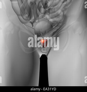 Prostata - männliche Anatomie menschlicher Organe - Röntgenblick Stockfoto