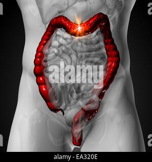 Colon / Dickdarm - männliche Anatomie menschlicher Organe - x-ray anzeigen Stockfoto