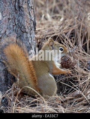 Amerikanisches Rotes Eichhörnchen (Eichhörnchen) (Tamiasciurus Hudsonicus) mit einem Tannenzapfen, Custer State Park, South Dakota, USA Stockfoto