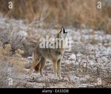 Kojote (Canis Latrans) heulen, Antelope Island State Park, Utah, Vereinigte Staaten von Amerika, Nordamerika Stockfoto