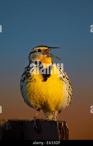 Western Meadowlark (Sturnella Neglecta) singen, Antelope Island State Park, Utah, Vereinigte Staaten von Amerika, Nordamerika Stockfoto