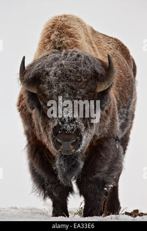 Bisons (Bison Bison) Bull bedeckt mit Frost im Winter, Yellowstone-Nationalpark, Wyoming, USA Stockfoto