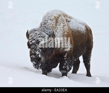 Bisons (Bison Bison) Bull bedeckt mit Schnee im Winter, Yellowstone-Nationalpark, Wyoming, USA Stockfoto