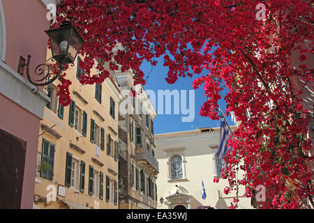 Violetten Bougainvillea in einer mediterranen Stadt Stockfoto