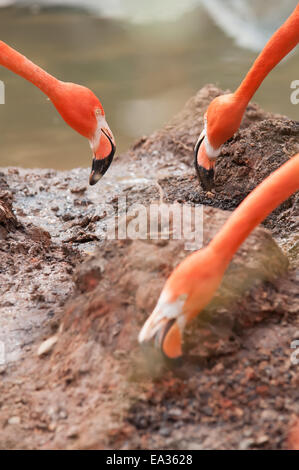 Pink Flamingo in einem Zoo im Frühjahr Stockfoto