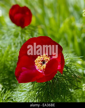 Paeonia Tenuifolia Blume Stockfoto
